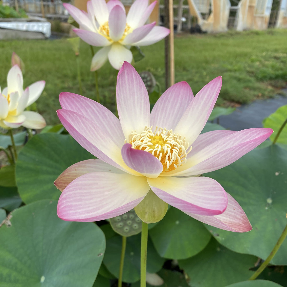 Green Star  Beautiful Lotus Flower Collections – Ten Mile Creek Nursery