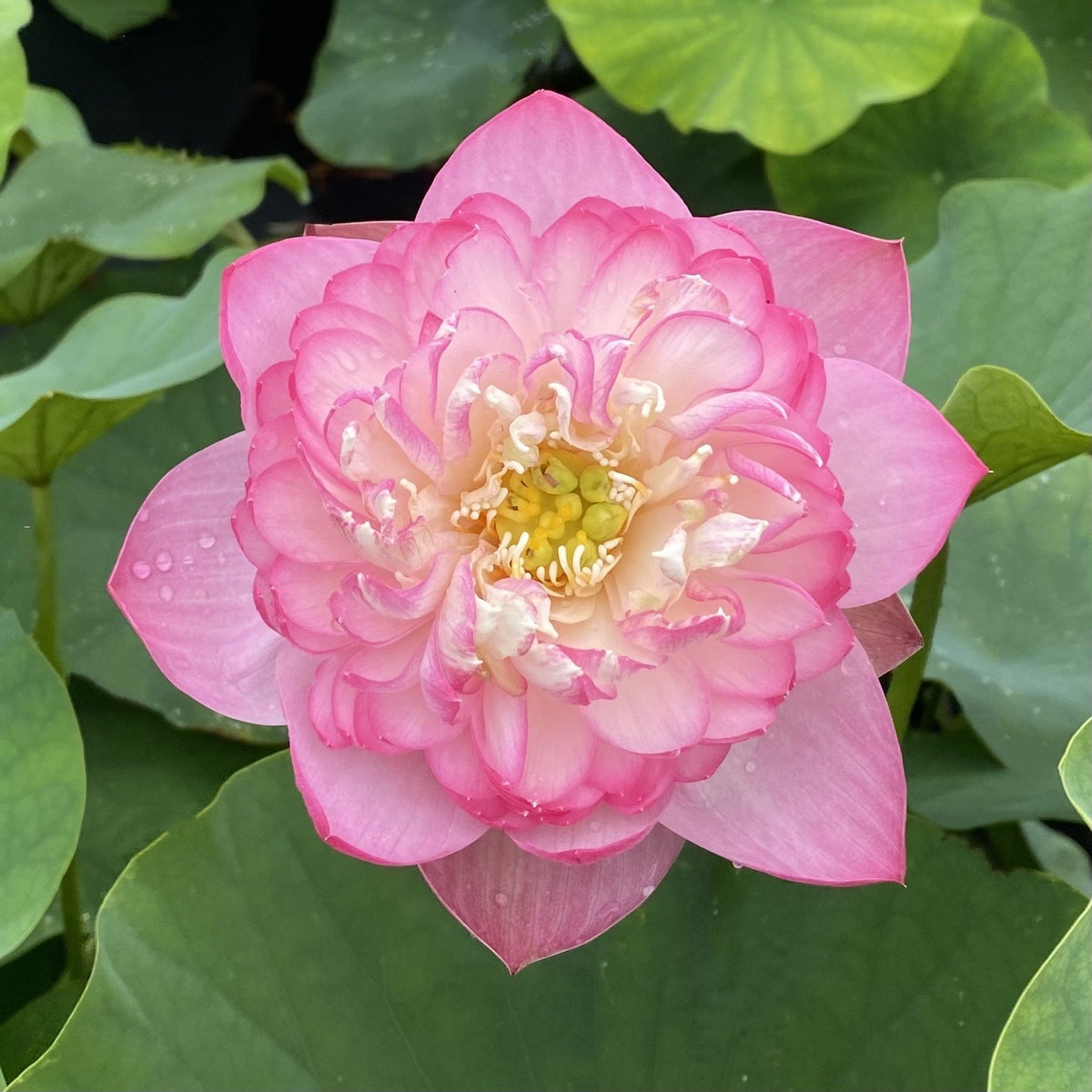 Princess Harper of Ten Mile Creek  Beautiful Lotus Flower Collections –  Ten Mile Creek Nursery