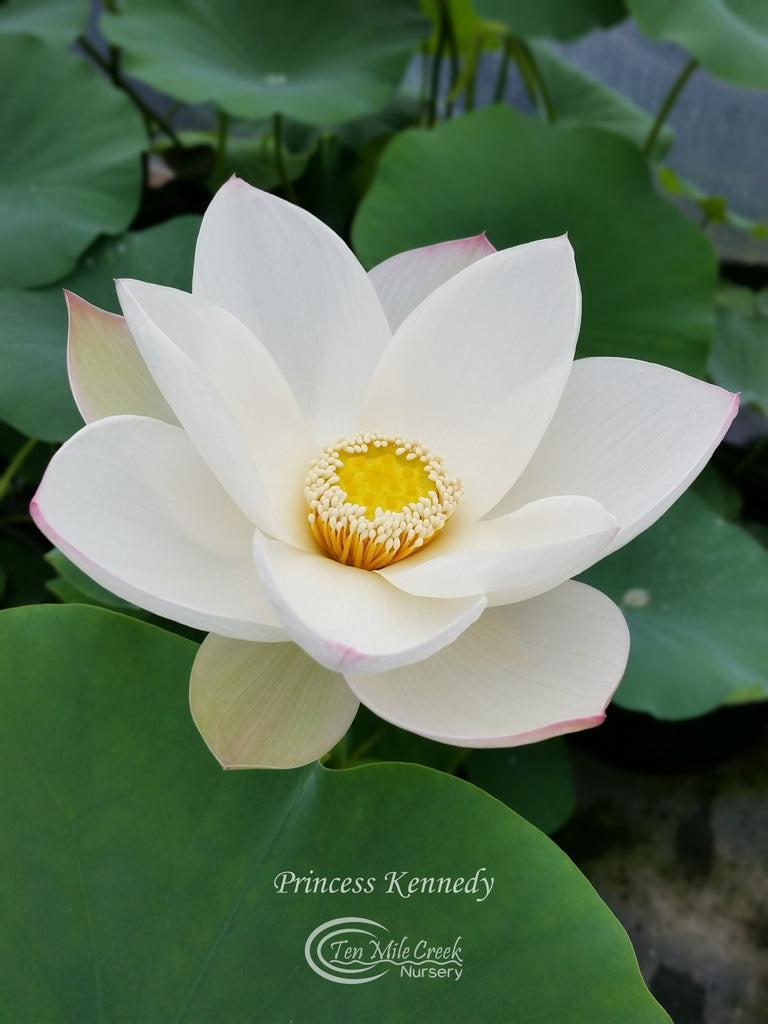 Princess Kennedy of Ten Mile Creek -The Perfect White Classic Lotus! - Ten Mile Creek Nursery