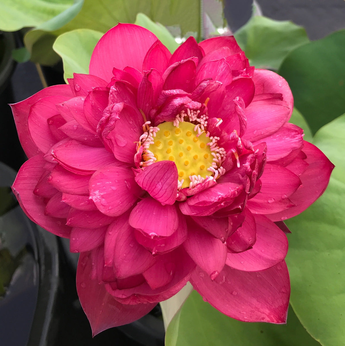 Red Commander | Beautiful Lotus Flower Collections – Ten Mile
