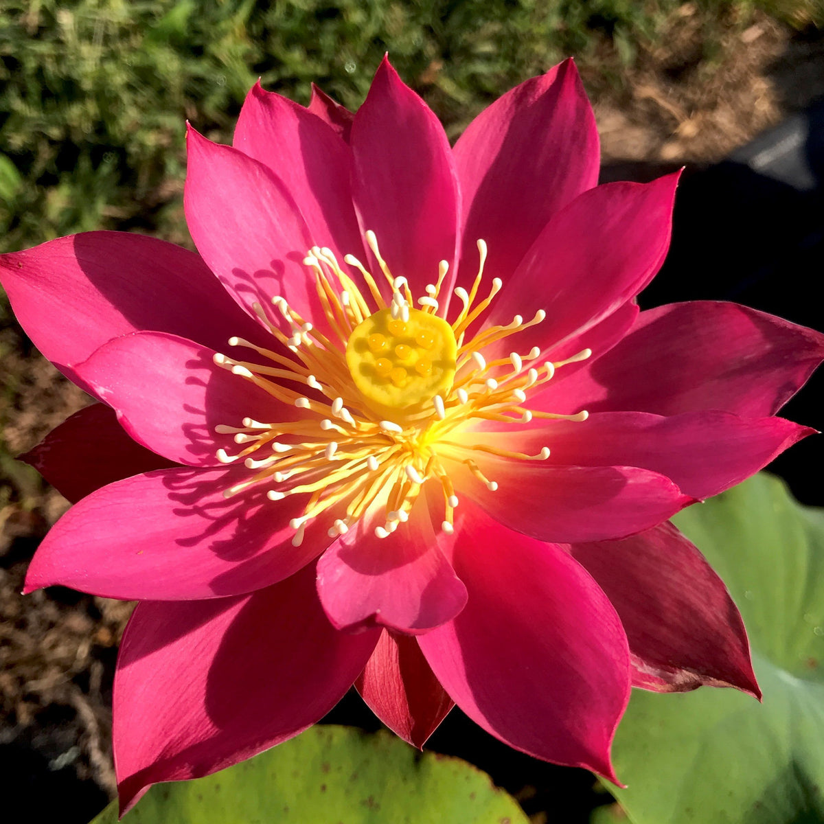 Red Light 15 | Beautiful Lotus Flower Collections – Ten Mile Creek