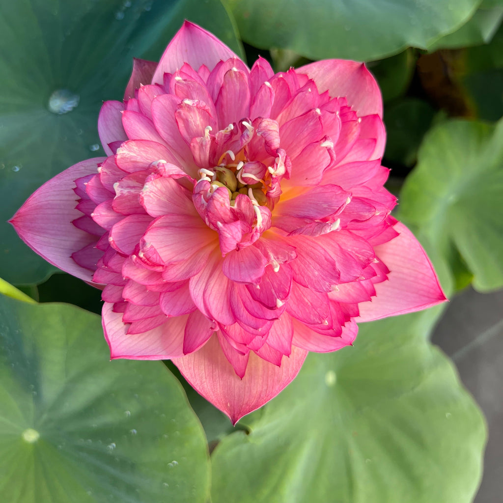 Rosy Red Duplicate - Laura's Never-fail Lotus Variety! - Ten Mile Creek Nursery