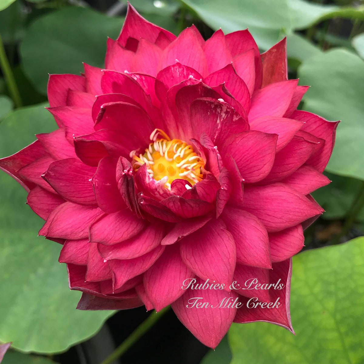 Rubies and Pearls | Beautiful Lotus Flower Collections – Ten Mile