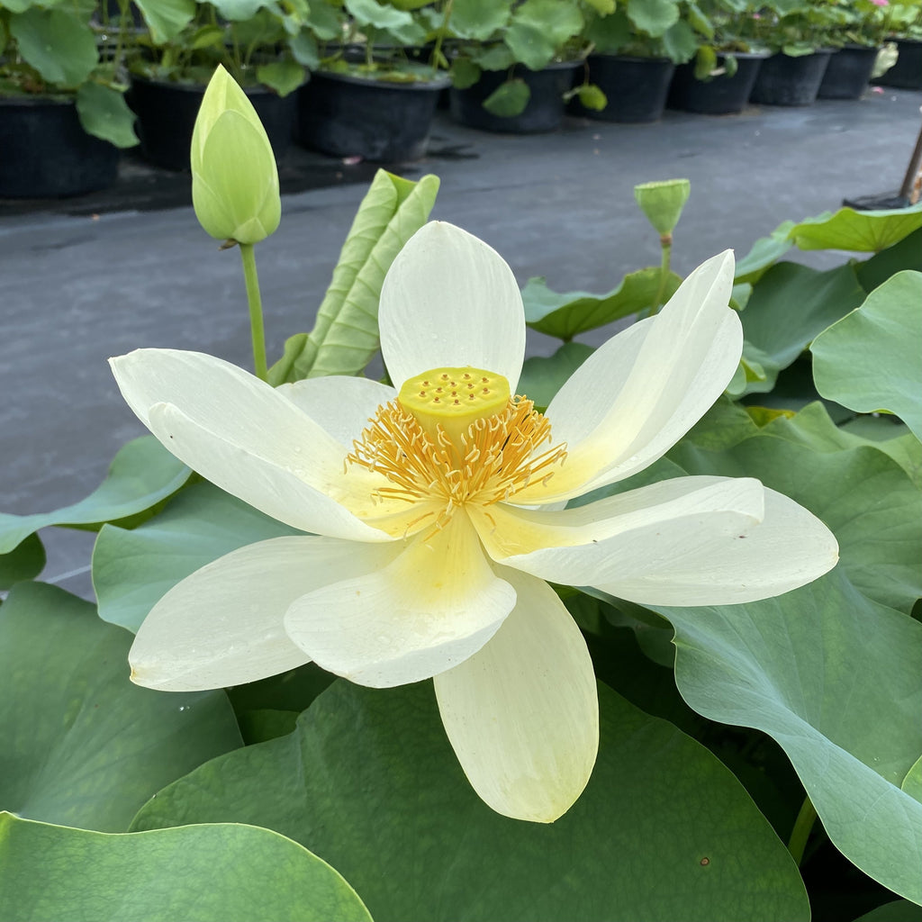 Sacred Lotus - Ten Mile Creek Nursery