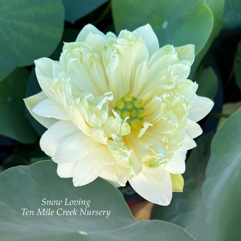 Snow Loving - Extra Small Bowl Lotus - Ten Mile Creek Nursery