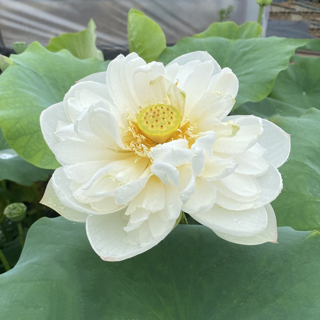 Snow White - Big pure white flowers! - Ten Mile Creek Nursery