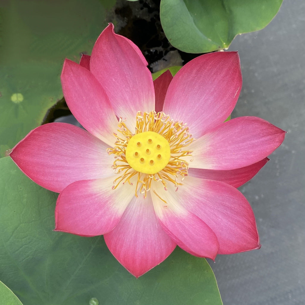 Tiny Girl - Exquisite of Bowl Lotus - Ten Mile Creek Nursery