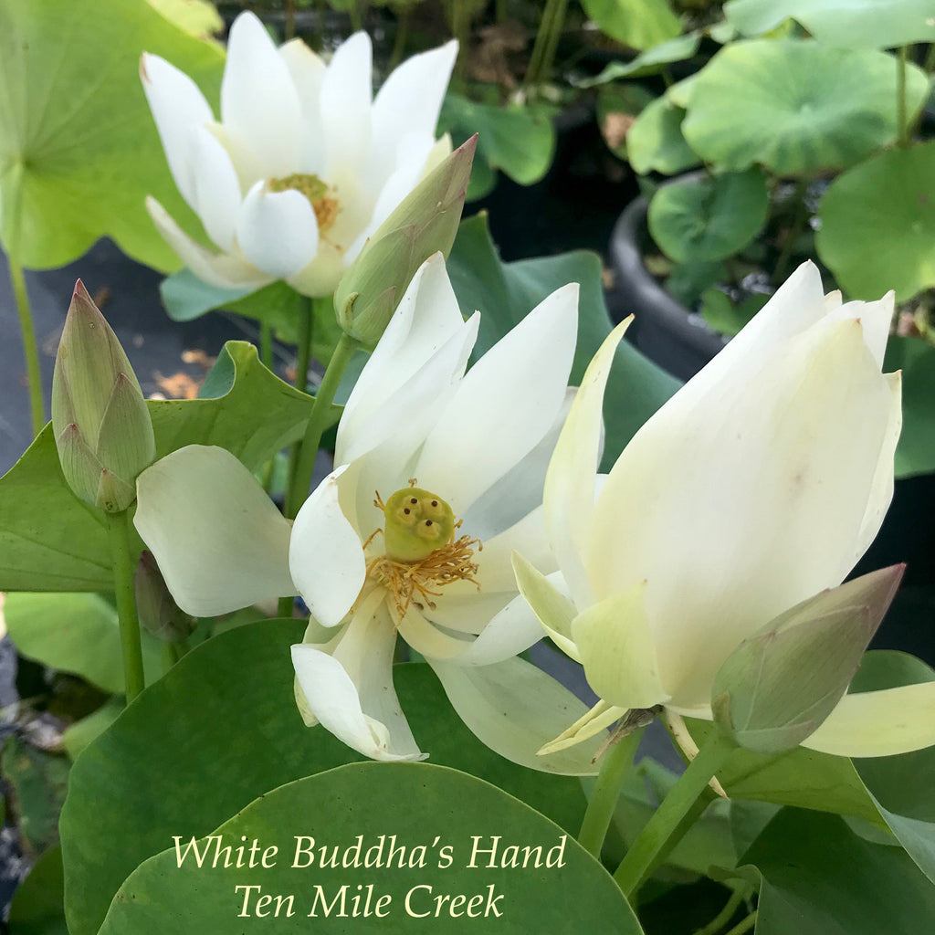 White Buddha's Hand - Ten Mile Creek Nursery