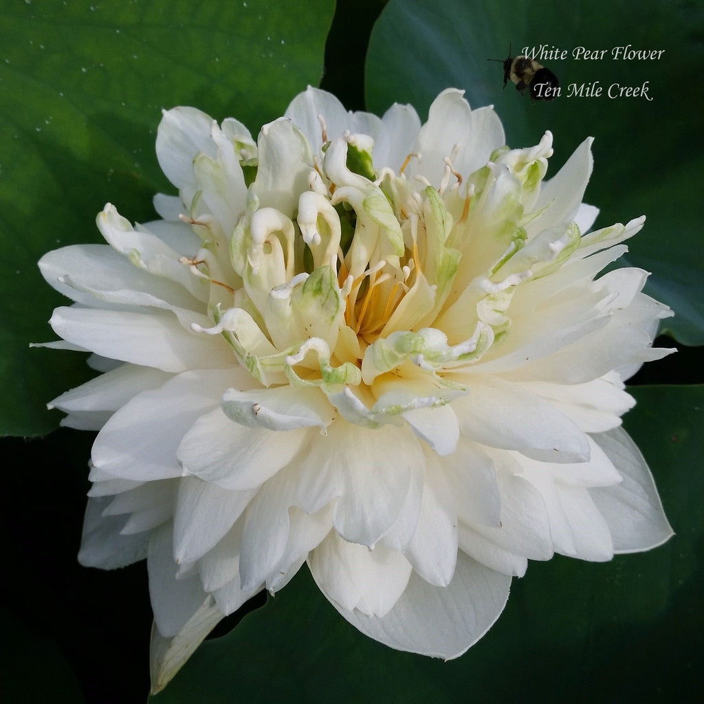 White Pear Flower - Ten Mile Creek Nursery