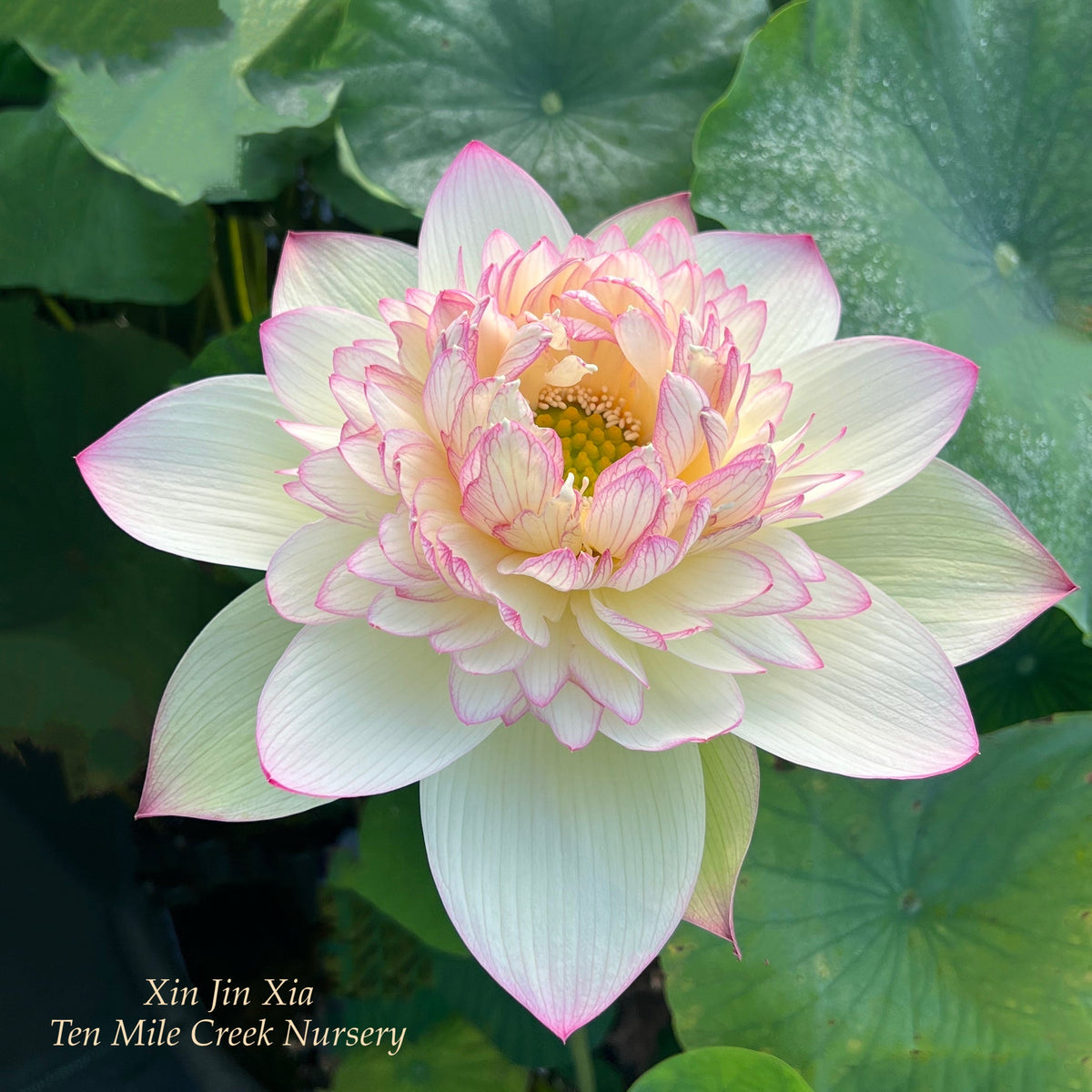 xin-jin-xia-too-beautiful-for-