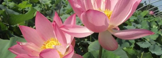 Pink Lotus | Ten Mile Creek Nursery