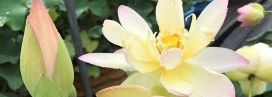 Versicolor Lotus | Ten Mile Creek Nursery