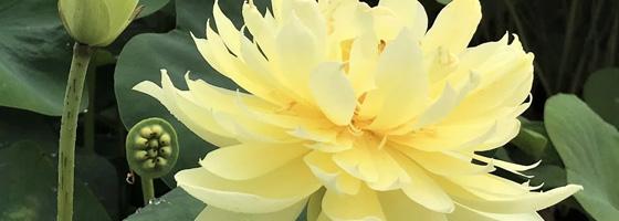 Yellow Lotus | Ten Mile Creek Nursery