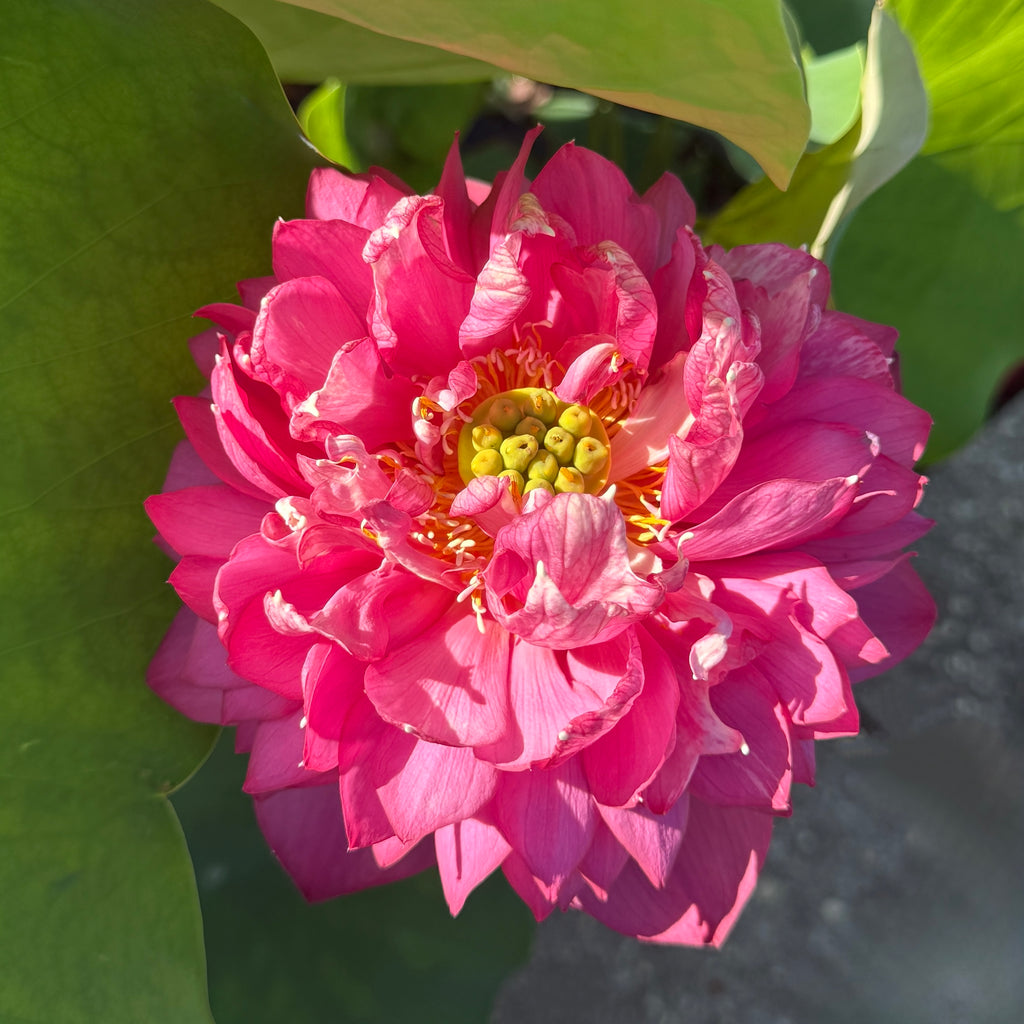 2026 Hundred Petals Red - Flower Mania!