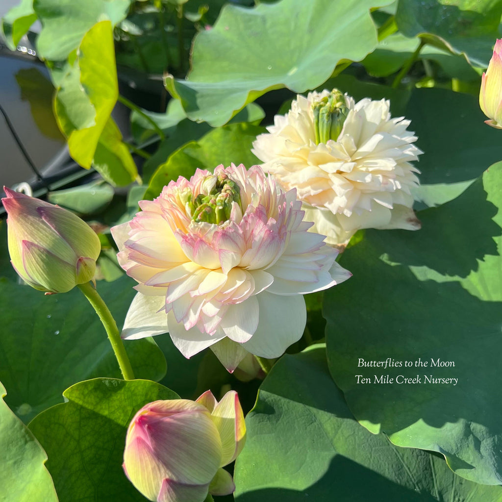 2025 Butterfly to the Moon Lotus - Ten Mile Creek Nursery