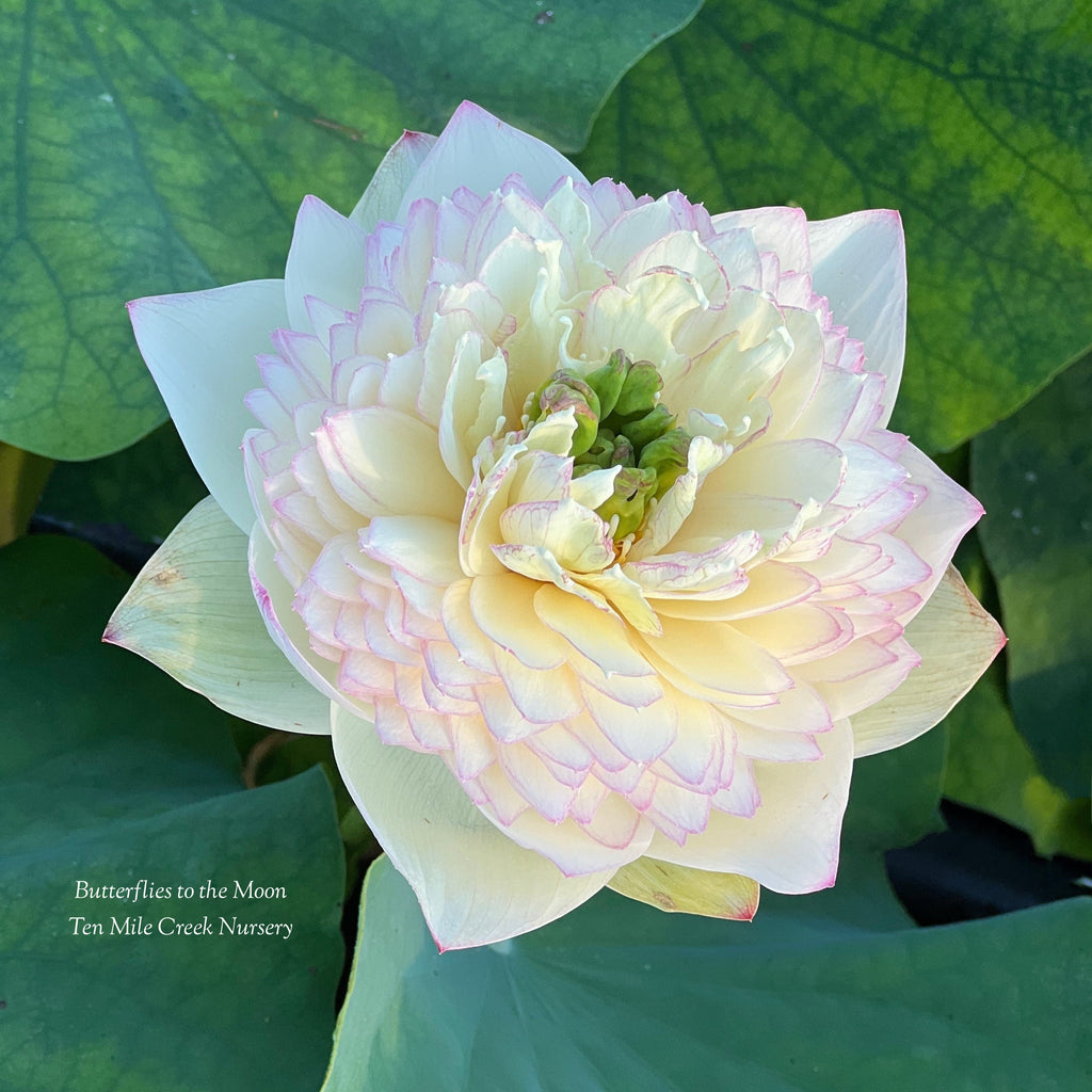 2025 Butterfly to the Moon Lotus - Ten Mile Creek Nursery