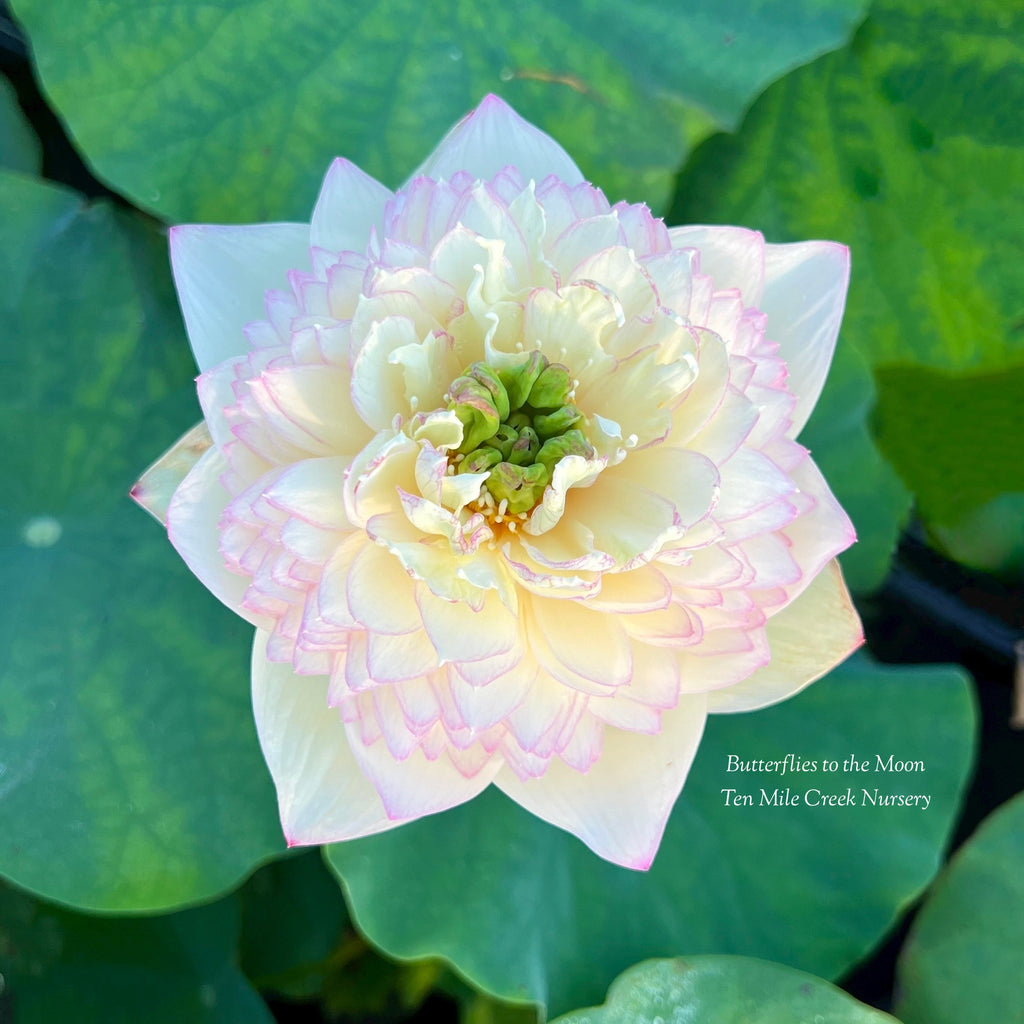 2025 Butterfly to the Moon Lotus - Ten Mile Creek Nursery