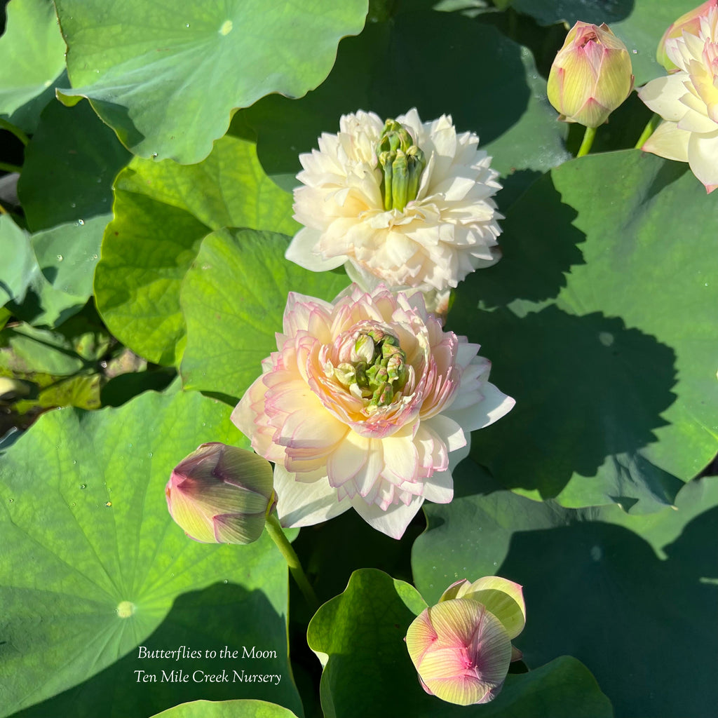 2025 Butterfly to the Moon Lotus - Ten Mile Creek Nursery