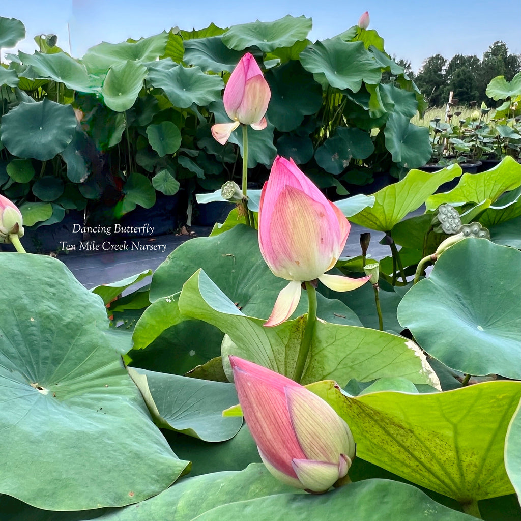 2025 Dancing Butterfly Lotus - Ten Mile Creek Nursery