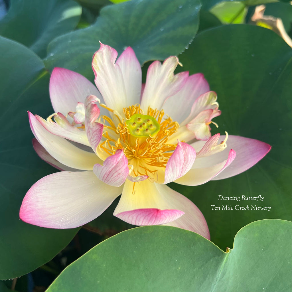 2025 Dancing Butterfly Lotus - Ten Mile Creek Nursery