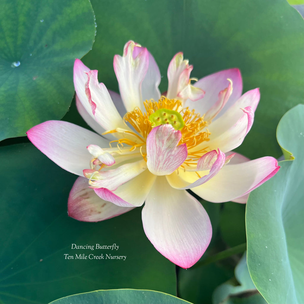 2025 Dancing Butterfly Lotus - Ten Mile Creek Nursery