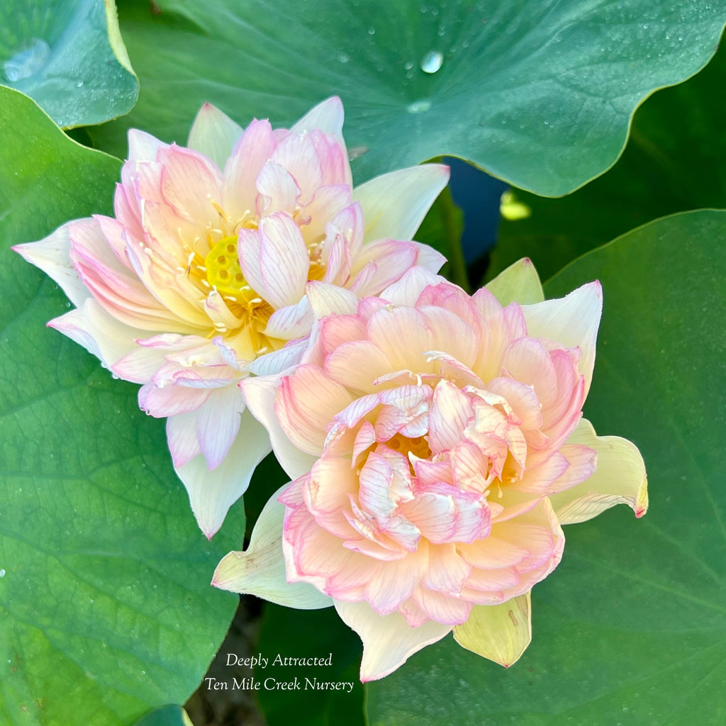 2025 Deeply Attracted Lotus - Ten Mile Creek Nursery