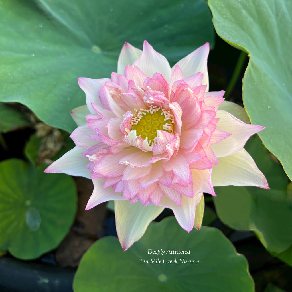 2025 Deeply Attracted Lotus - Ten Mile Creek Nursery