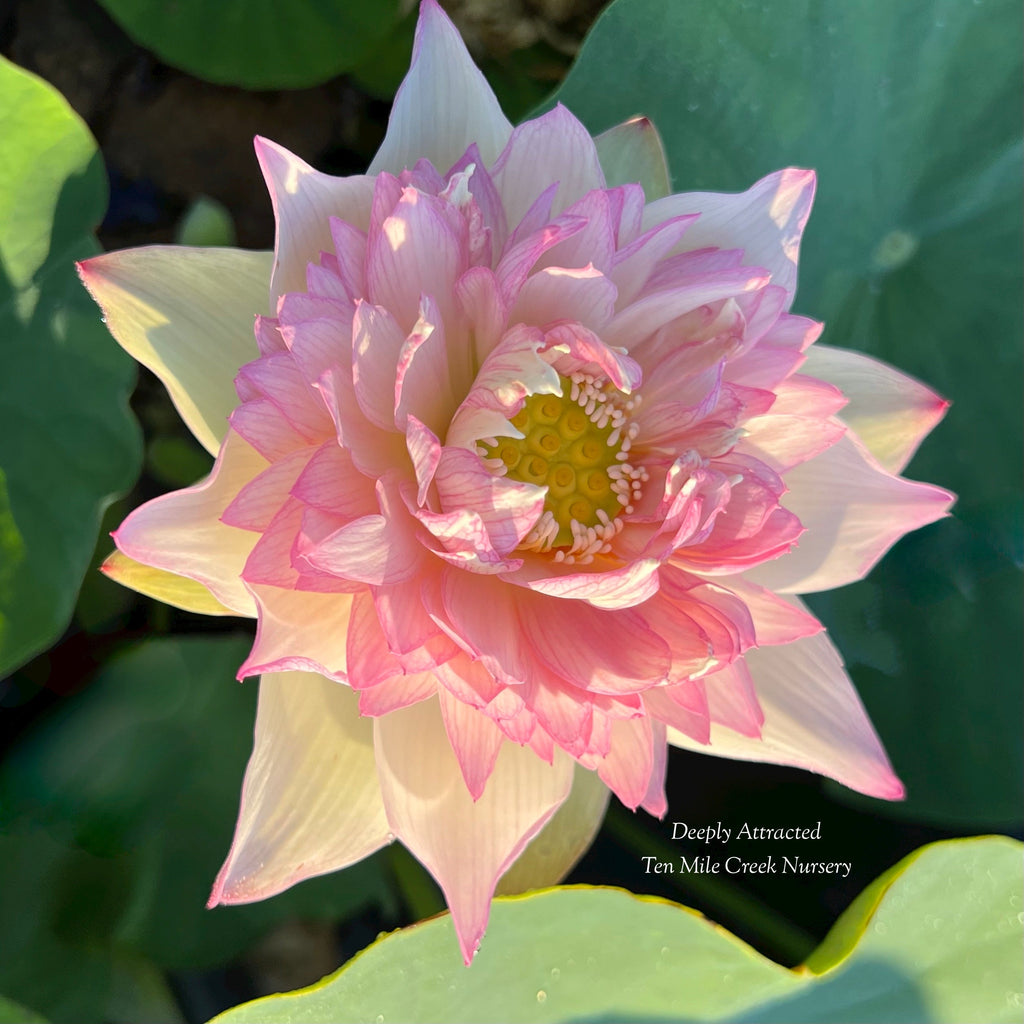 2025 Deeply Attracted Lotus - Ten Mile Creek Nursery