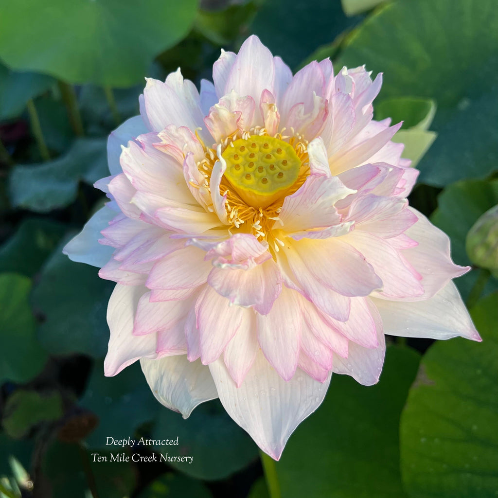 2025 Deeply Attracted Lotus - Ten Mile Creek Nursery