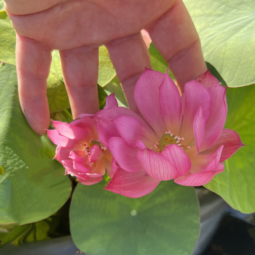 2025 Dixie Darling Miniature Lotus - Ten Mile Creek Nursery