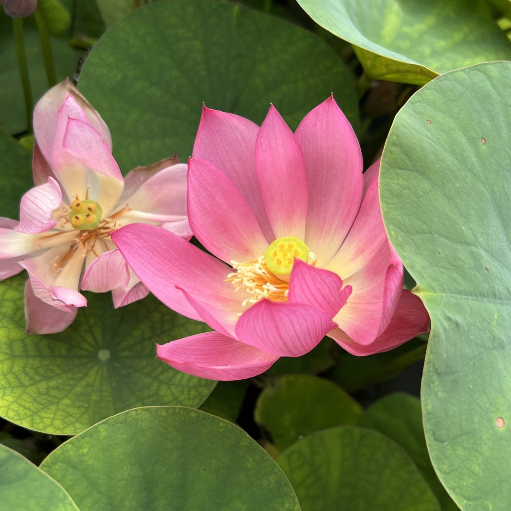 2025 Dixie Darling Miniature Lotus - Ten Mile Creek Nursery