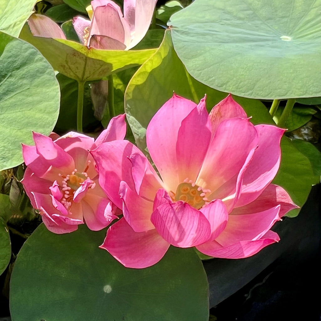 Mini Fall Lotus Exquisite, Micro Lotus, Teacup Lotus – Ten Mile Creek Nursery