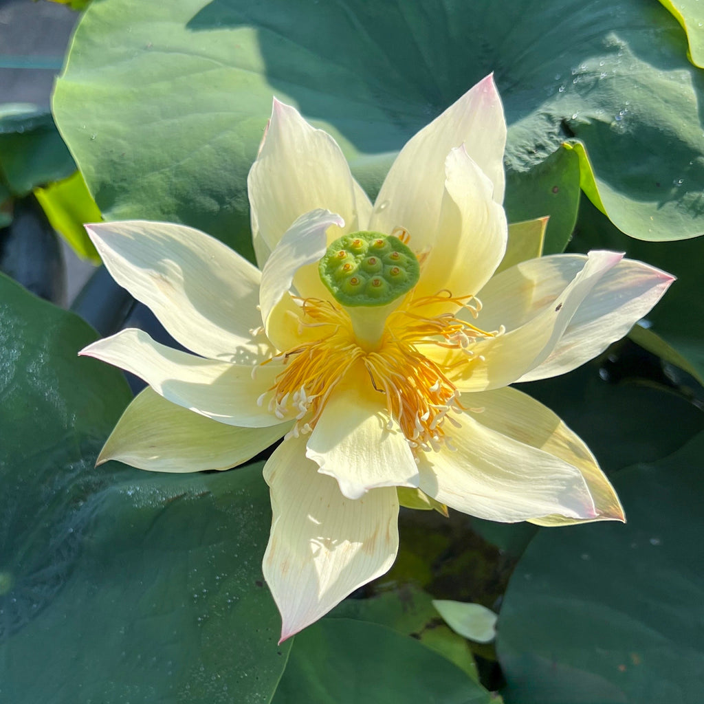 2025 Flower on Silk Road Lotus - Ten Mile Creek Nursery