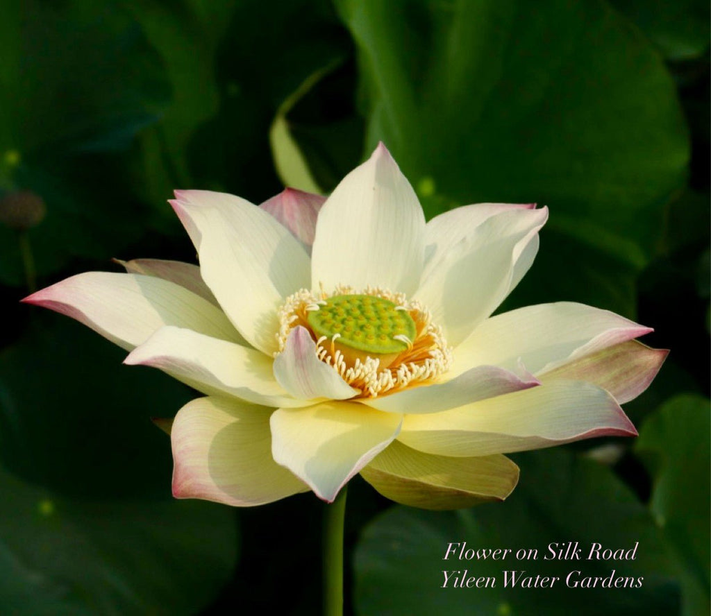 2025 Flower on Silk Road Lotus - Ten Mile Creek Nursery