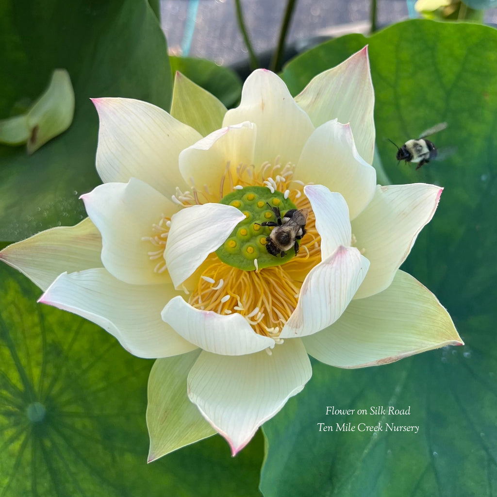 2025 Flower on Silk Road Lotus - Ten Mile Creek Nursery