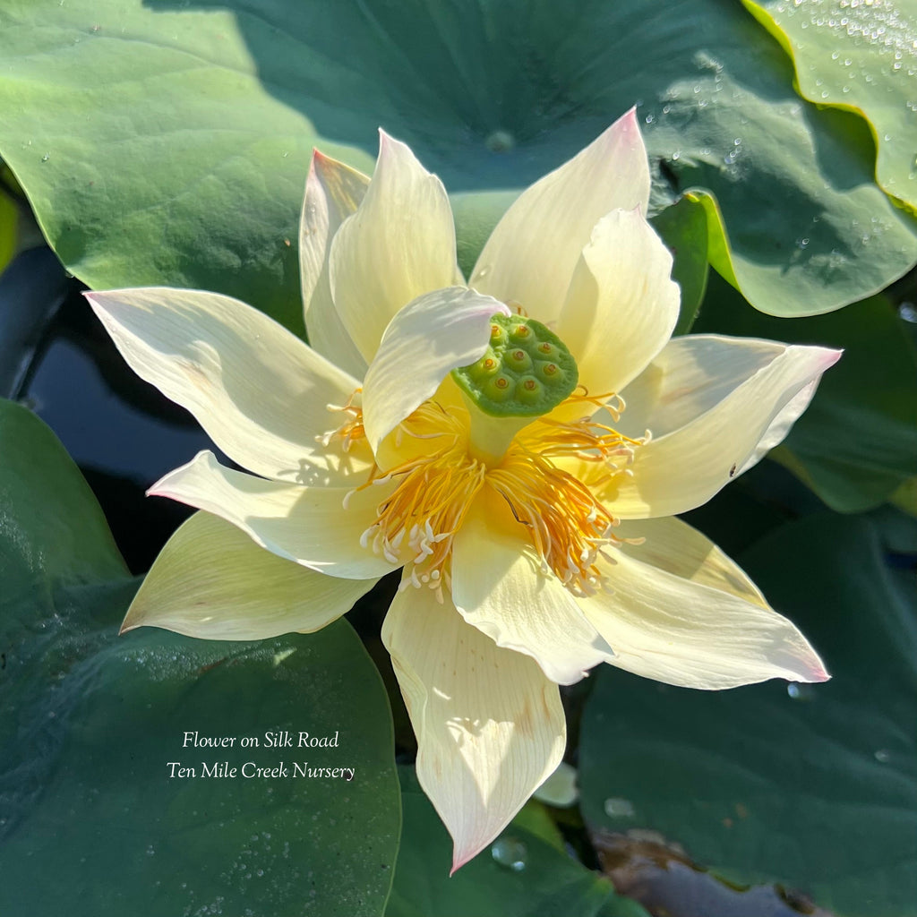 2025 Flower on Silk Road Lotus - Ten Mile Creek Nursery