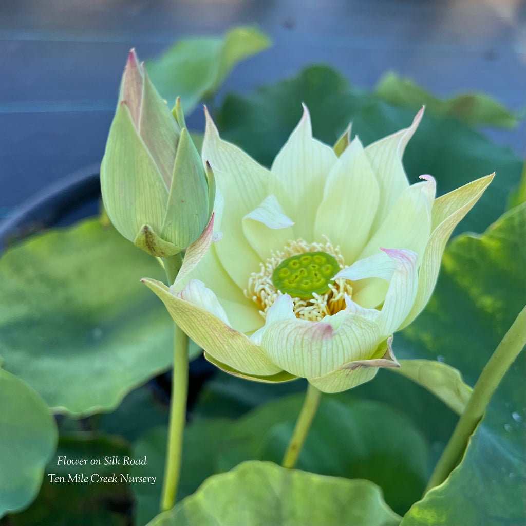 2025 Flower on Silk Road Lotus - Ten Mile Creek Nursery