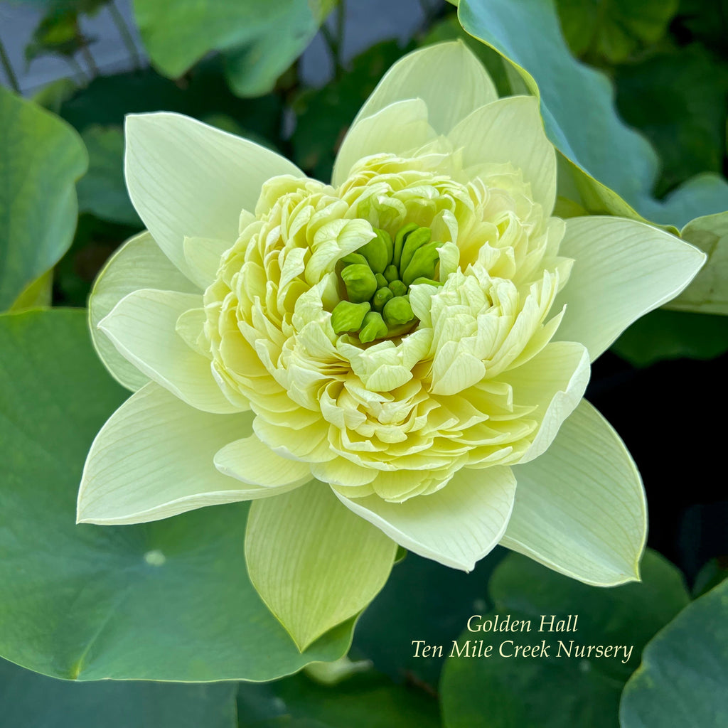 2025 Golden Hall Lotus - Ten Mile Creek Nursery