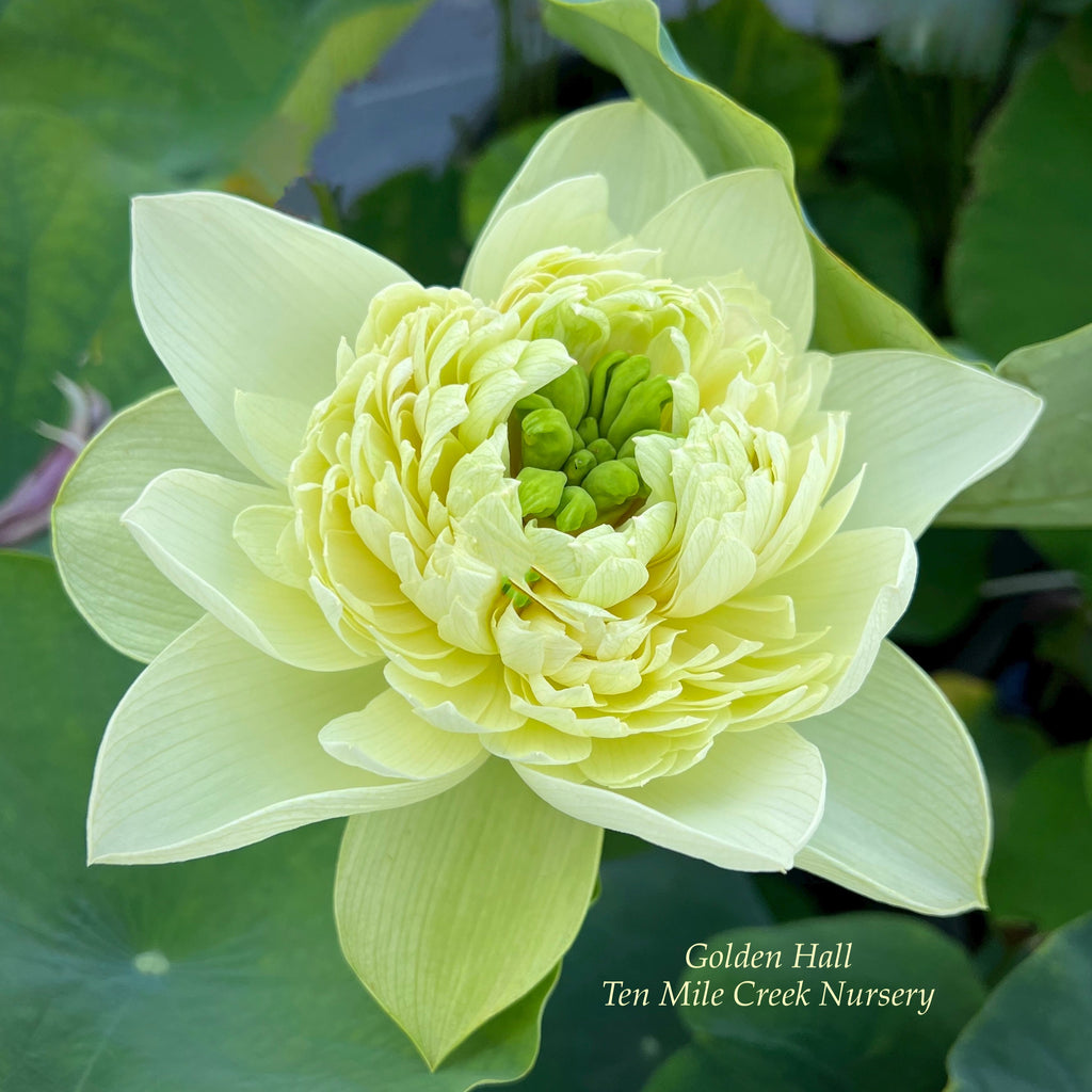 2025 Golden Hall Lotus - Ten Mile Creek Nursery