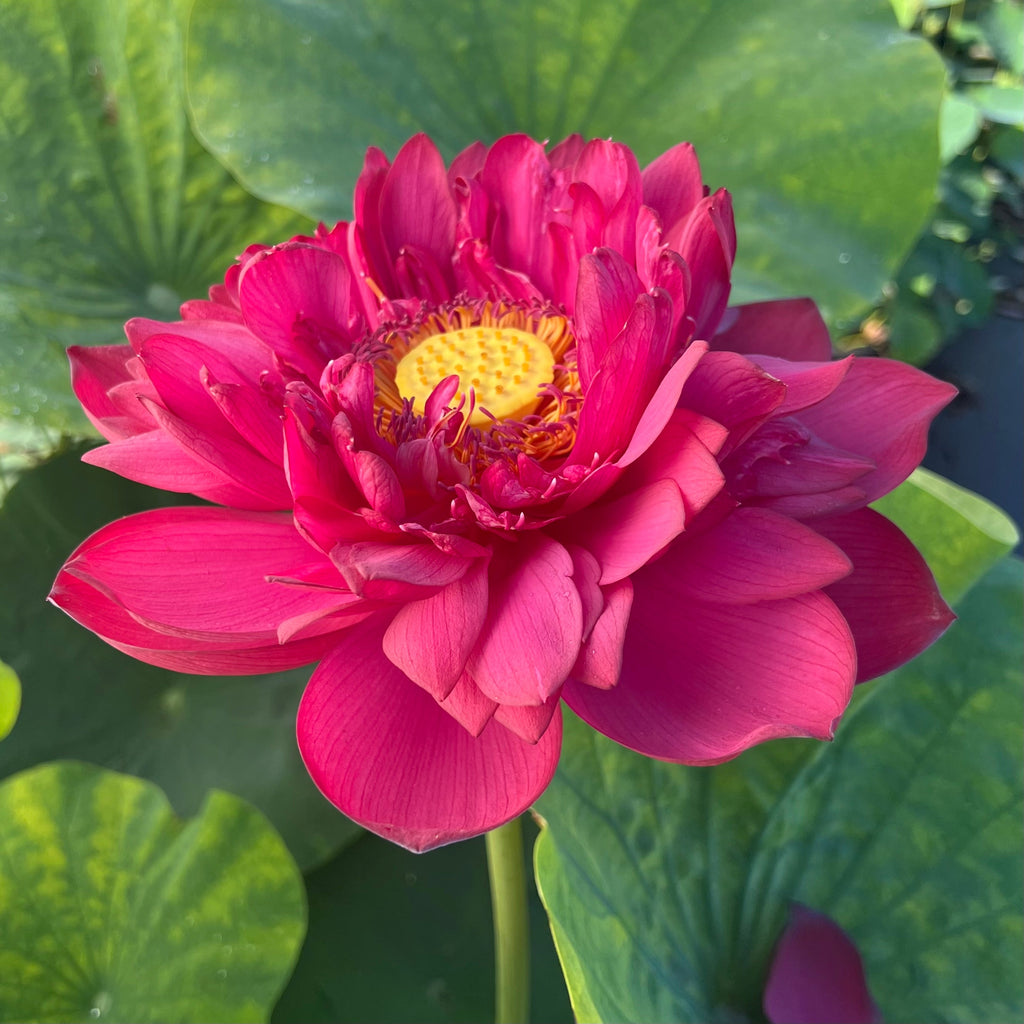 2025 Insular Dark Dye Lotus - Ten Mile Creek Nursery