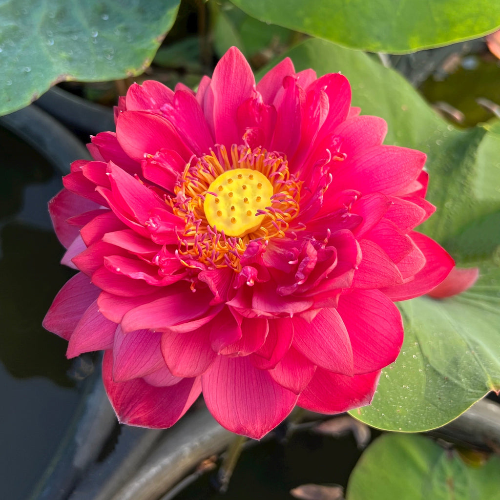 2025 Insular Dark Dye Lotus - Ten Mile Creek Nursery