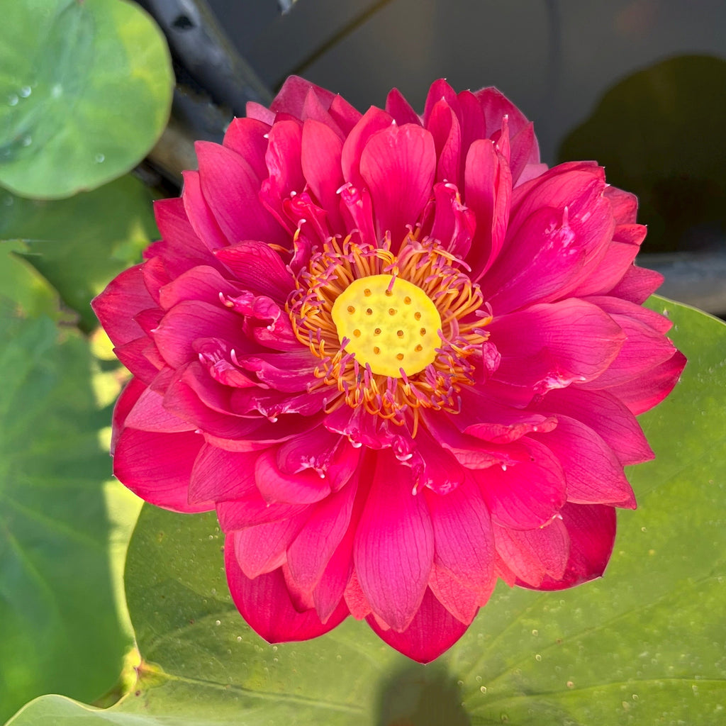 2025 Insular Dark Dye Lotus - Ten Mile Creek Nursery