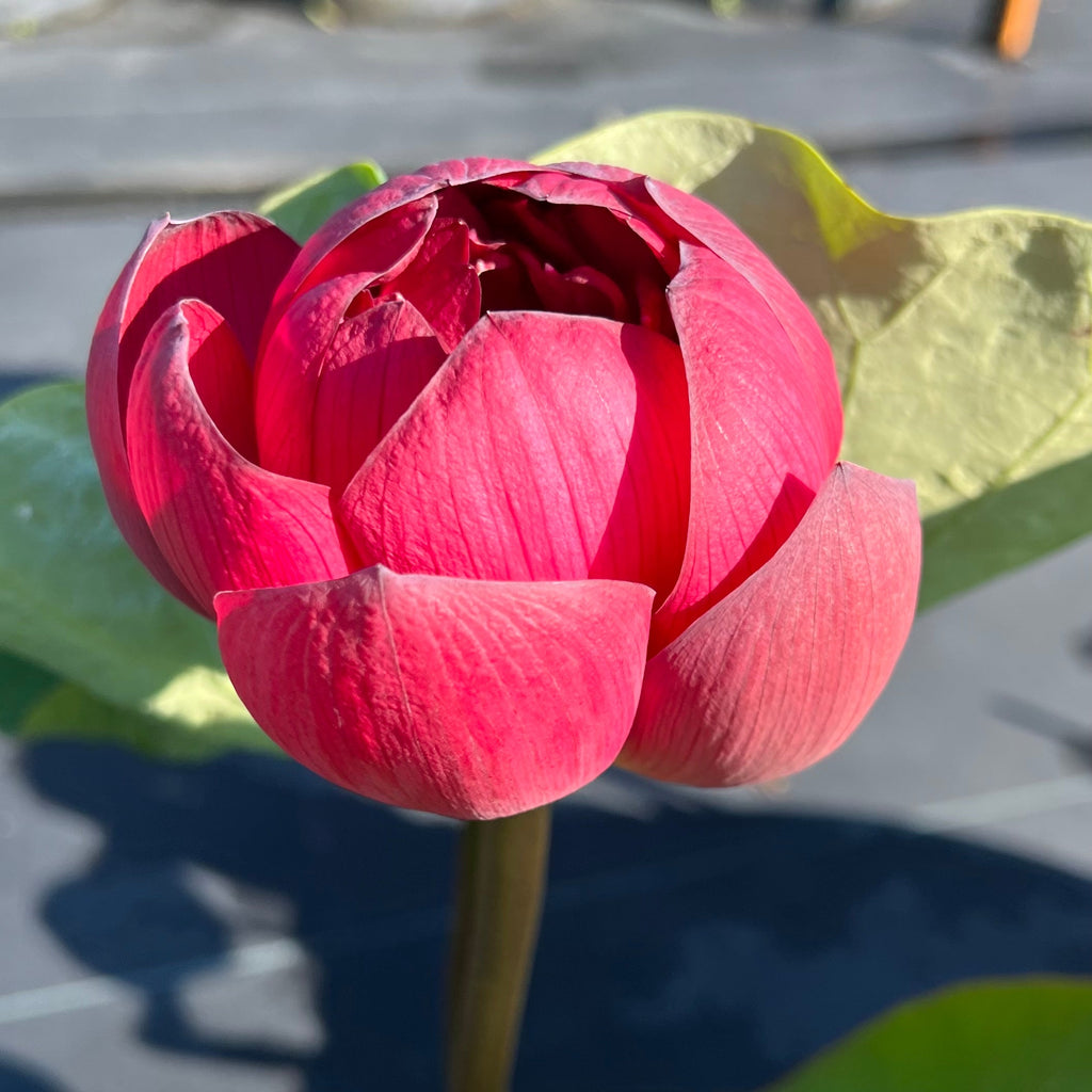 2025 Insular Dark Dye Lotus - Ten Mile Creek Nursery