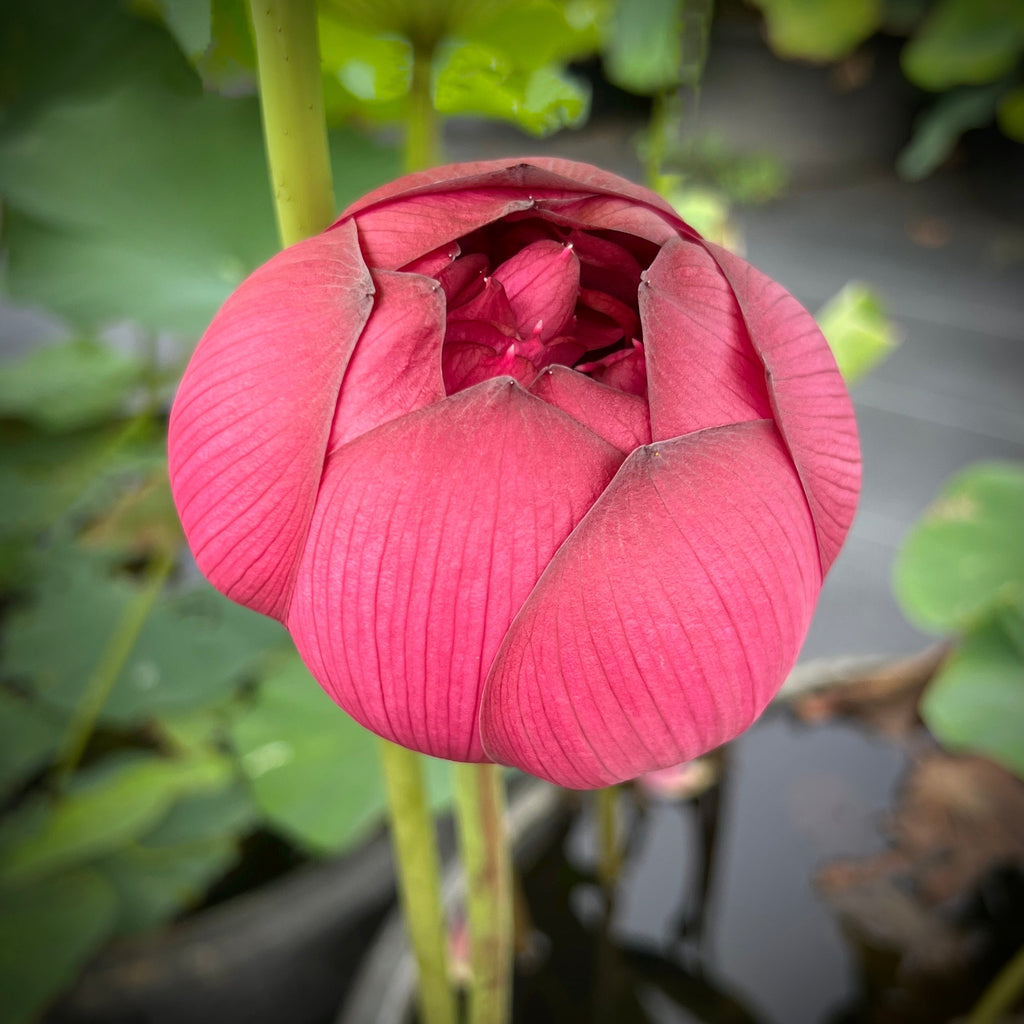 2025 Insular Dark Dye Lotus - Ten Mile Creek Nursery