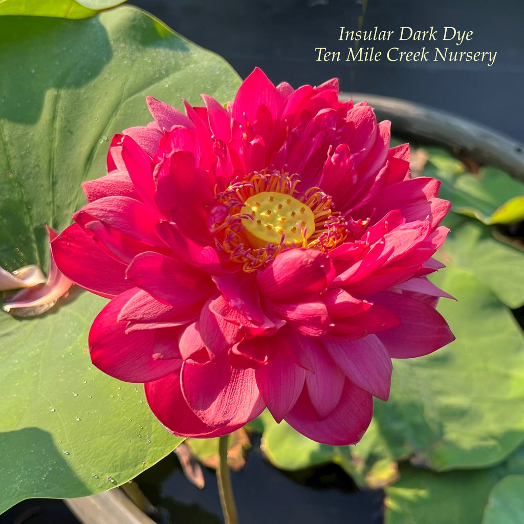 2025 Insular Dark Dye Lotus - Ten Mile Creek Nursery