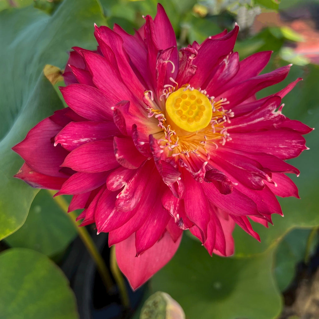 2025 Jinggang Red Flag Lotus - Ten Mile Creek Nursery