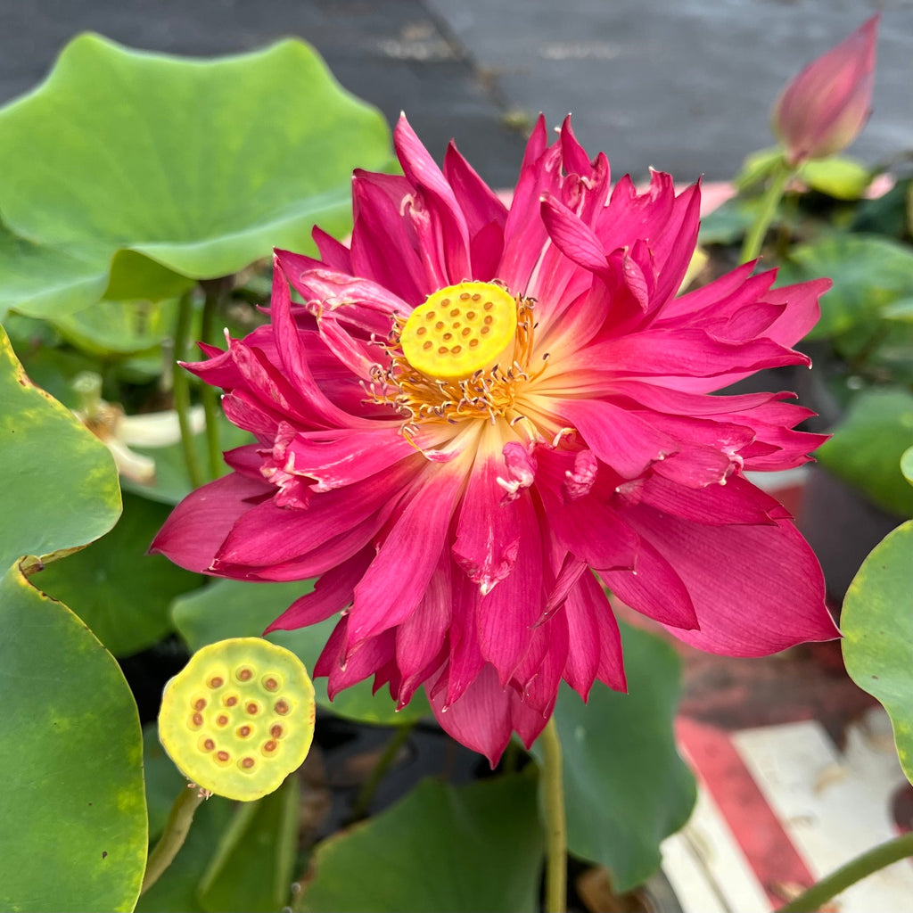 2025 Jinggang Red Flag Lotus - Ten Mile Creek Nursery