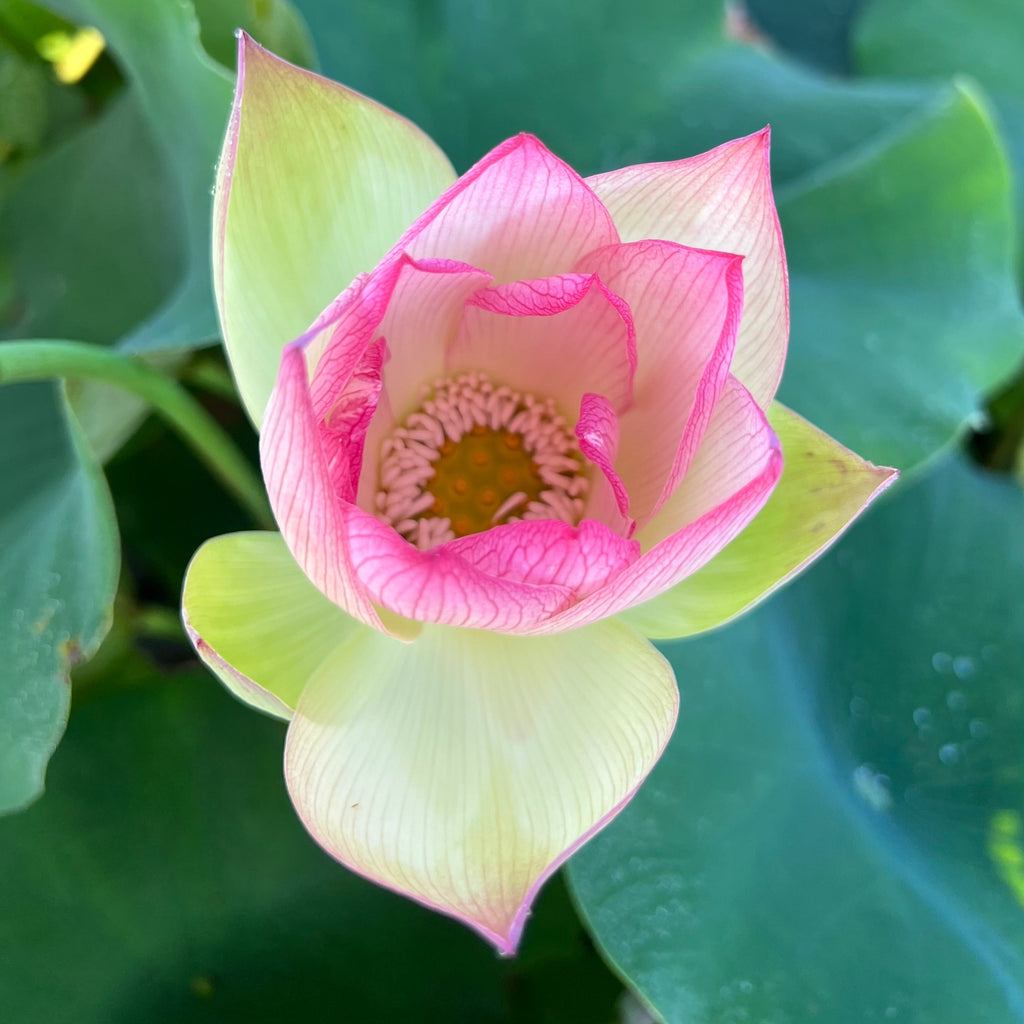 2025 Jinling Prince Lotus - Ten Mile Creek Nursery