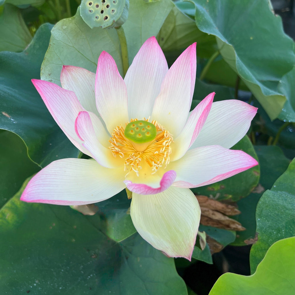 2025 Jinling Prince Lotus - Ten Mile Creek Nursery