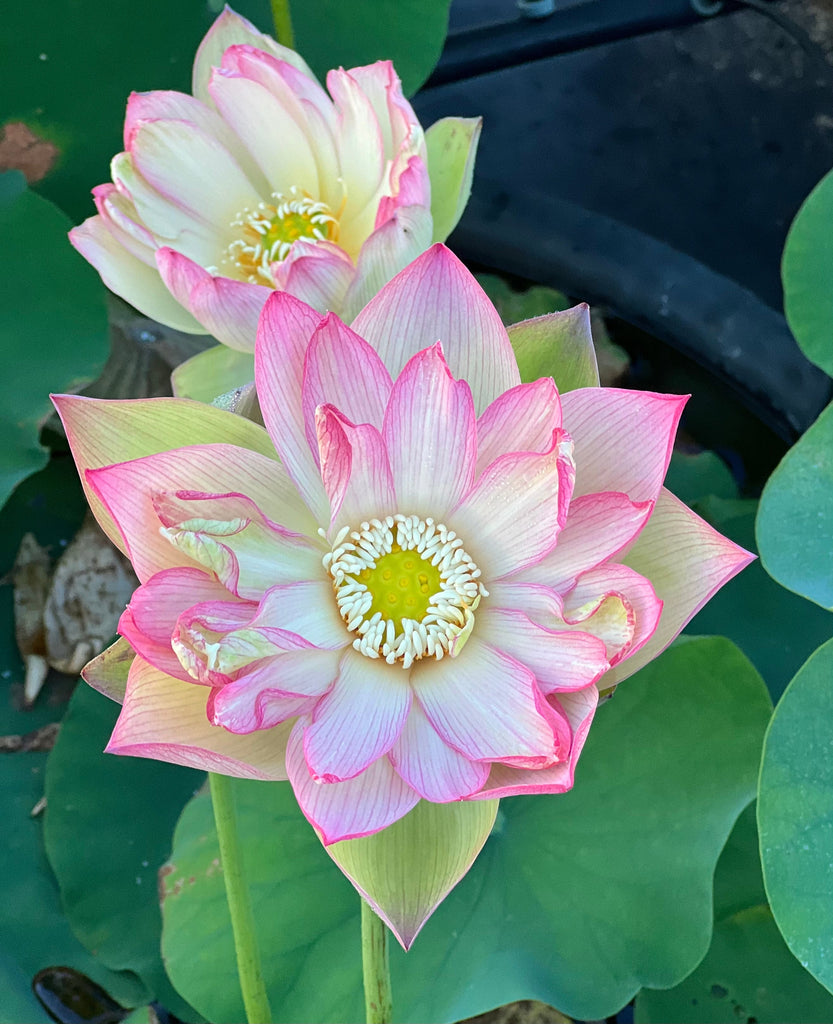 2025 Jinling Prince Lotus - Ten Mile Creek Nursery